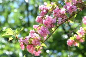 タニウツギの花言葉