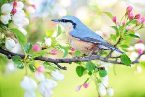 鳥のさえずりのような耳鳴りのスピリチュアルメッセージとは？