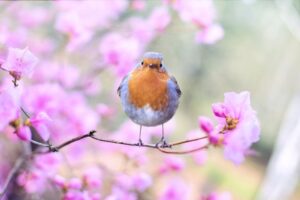 鳥のさえずりのような耳鳴りのスピリチュアルメッセージとは？