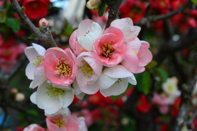 ボケの花がもつ悪いスピリチュアルメッセージ【対処法】