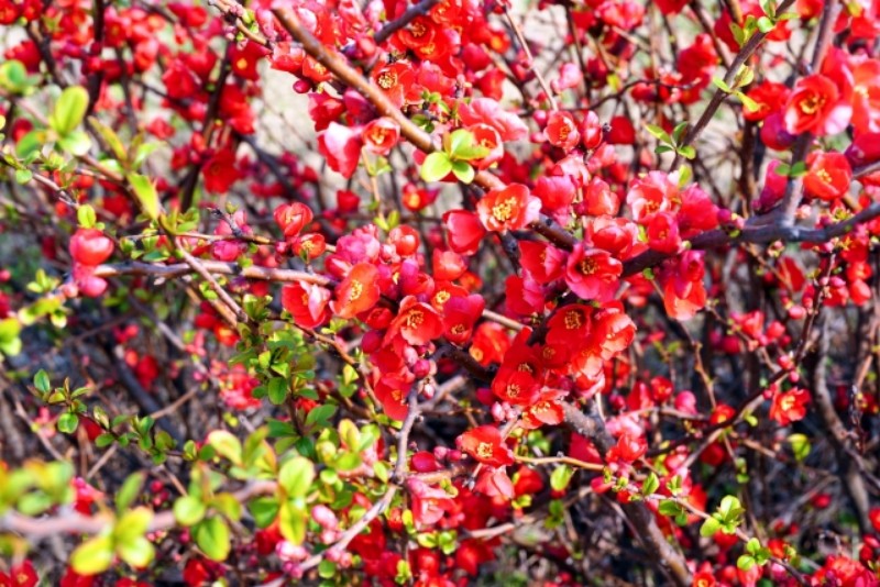 ボケの花は縁起が悪い？【良いスピリチュアルメッセージ】