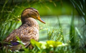 茶色の鳥の羽のスピリチュアルな意味とメッセージ