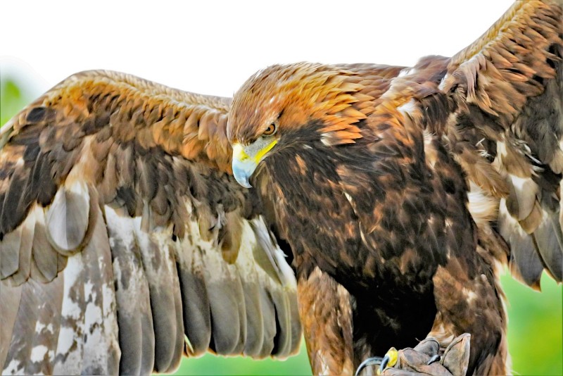 茶色の鳥の羽を見つけたときの対処法