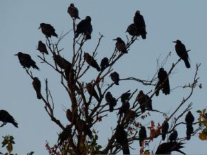 カラスが神社で鳴く【良いスピリチュアルメッセージ】