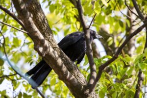 【神社でお参りするとカラスが鳴く】実はとんでもないスピリチュアルメッセージだった？