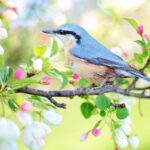 鳥のさえずりのような耳鳴りのスピリチュアルメッセージとは？